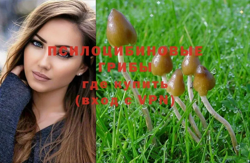 Псилоцибиновые грибы Psilocybine cubensis  Белогорск 
